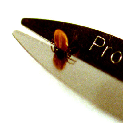 Protick removing a mature deer tick